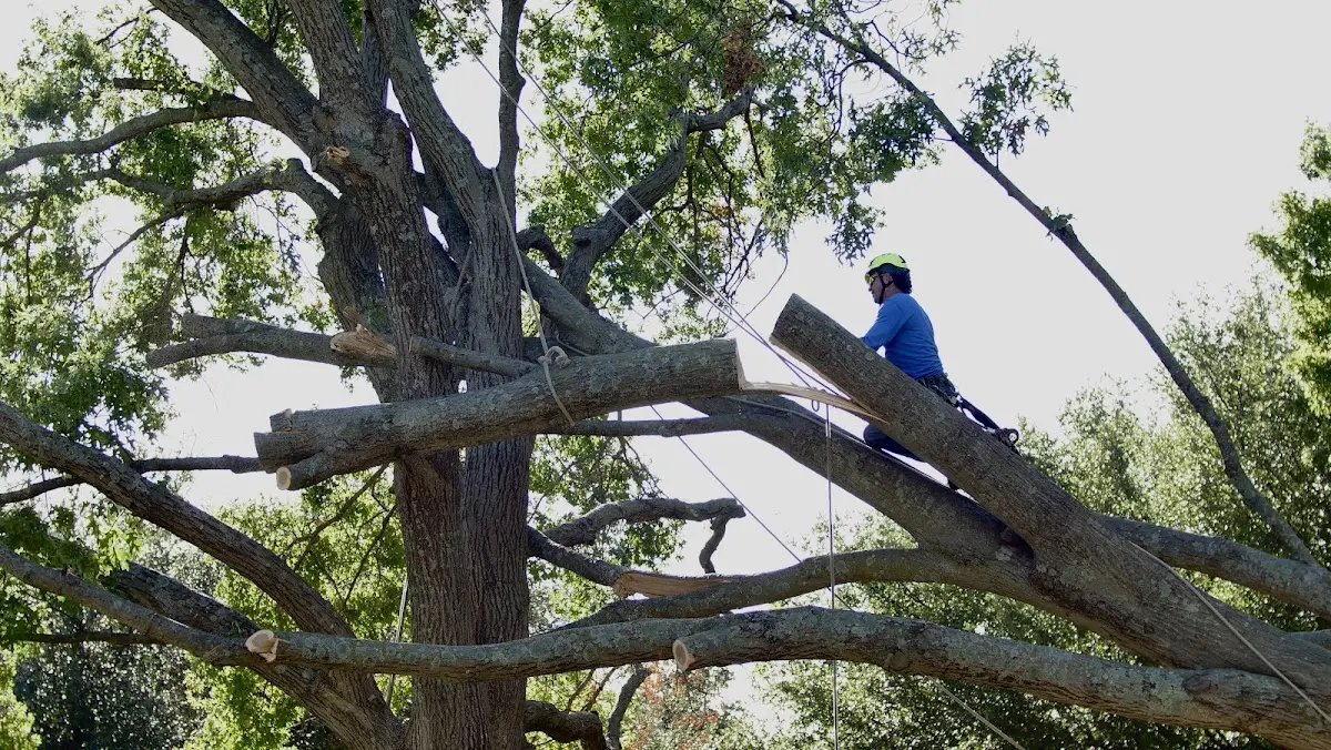 Professional Hazardous Tree Removal performed by certified arborists in Endeavor